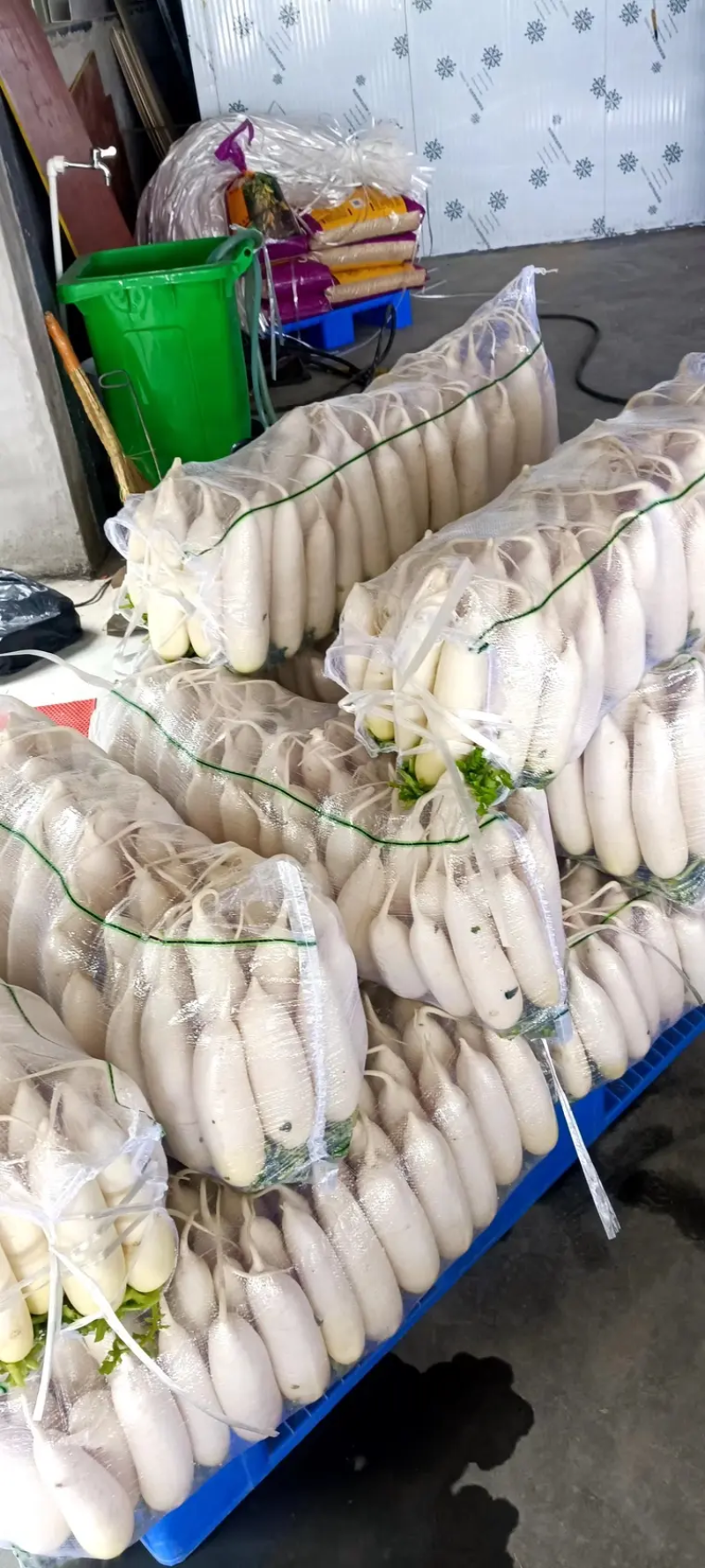 【精品白萝卜】产地直供一手货源量大优惠欢迎订