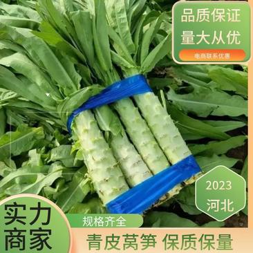 红叶莴苣莴笋大量上市产地直发品质保证一手货源