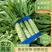 红叶莴苣莴笋大量上市产地直发品质保证一手货源