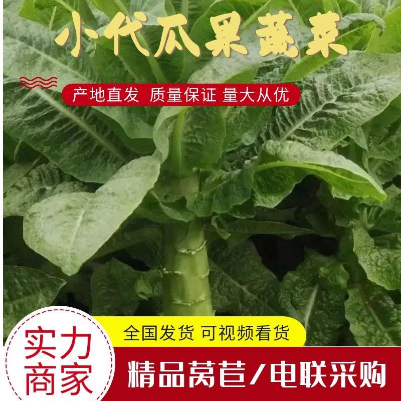 安徽莴苣莴笋大量上市产地直发品质保证一手货源