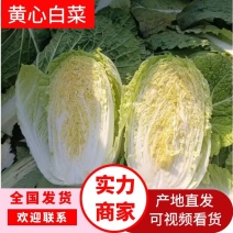 河北黄心白菜大量上市品质保证一手货源量大从优