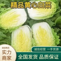 精品黄心白菜白菜大量上市产地直发品质保证