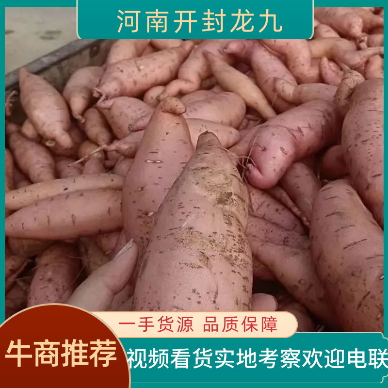 【实力推荐】河南开封本地龙九红薯大量上市量大从优欢迎联系
