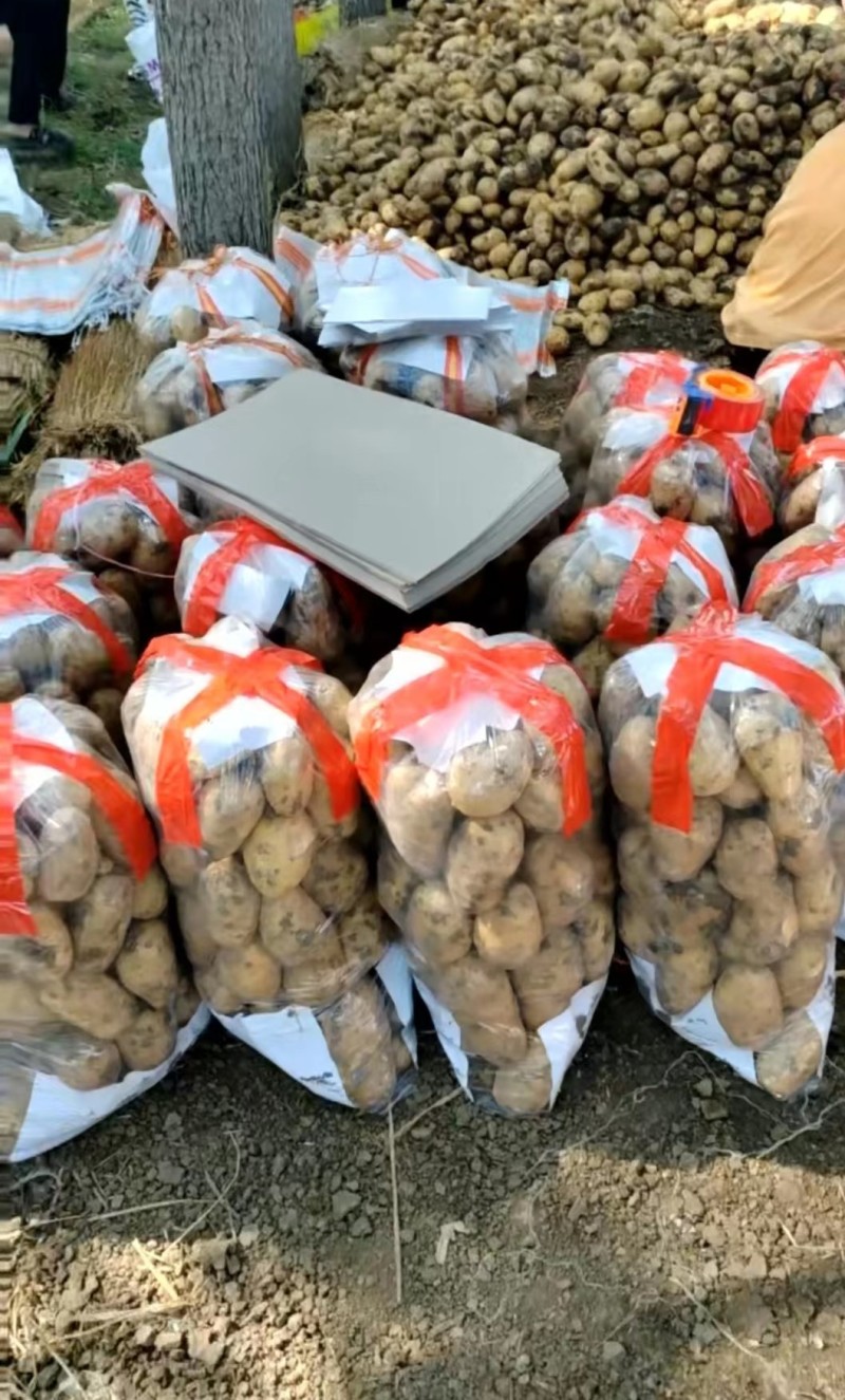 大量出售土豆!品种多质量好!常年发货，欢迎新老朋友联系