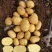 大量出售土豆!品种多质量好!常年发货，欢迎新老朋友联系