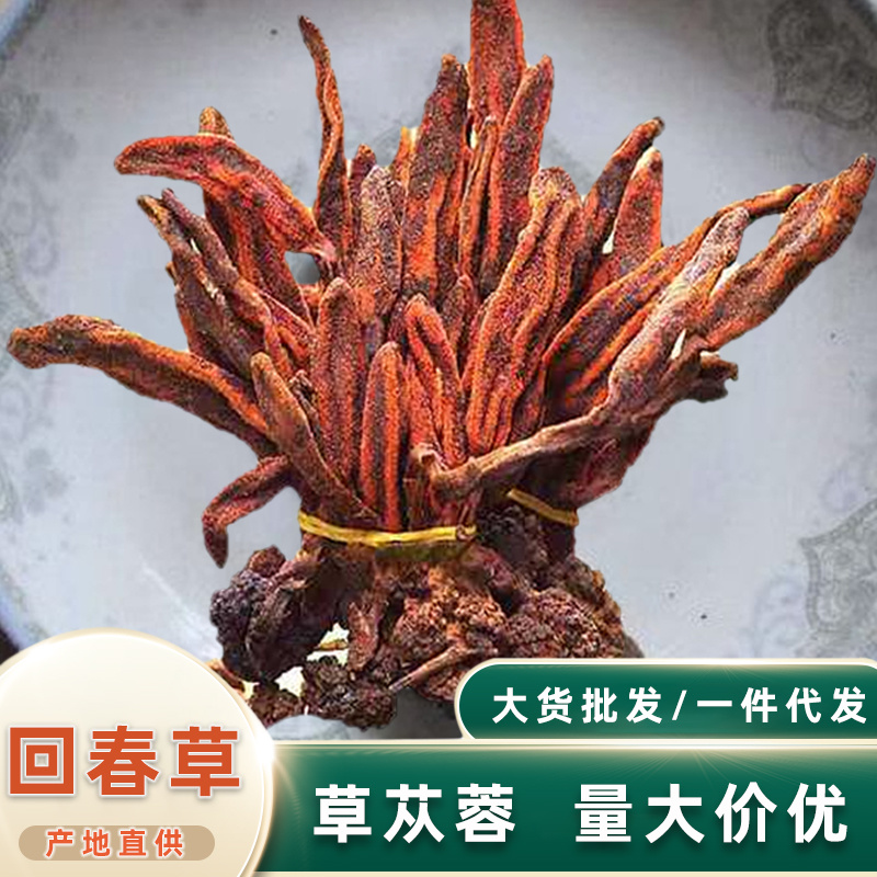 云南回春草不老草泡水顶天柱干货大货批发量大价优