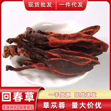 云南回春草不老草泡水顶天柱干货大货批发量大价优