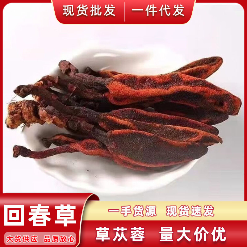 云南回春草不老草泡水顶天柱干货大货批发量大价优