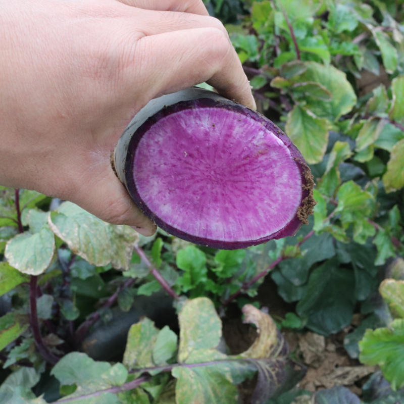 紫皮萝卜种子津道1号杂交紫肉紫美人水果萝卜种子