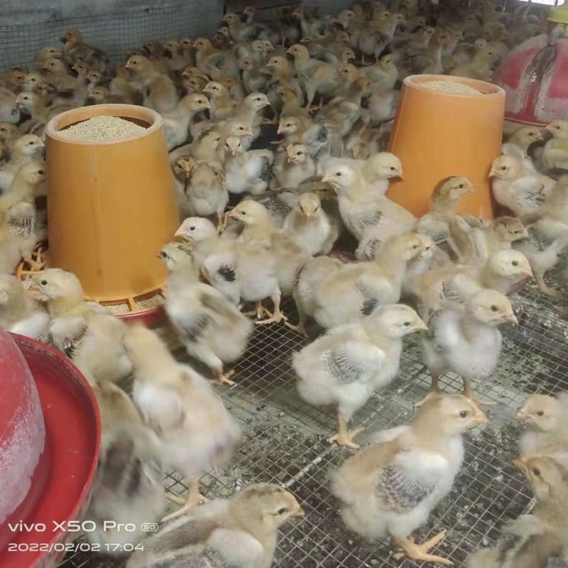 鸡苗红玉鸡苗一手货源厂家直发疫苗齐全提供技术指导