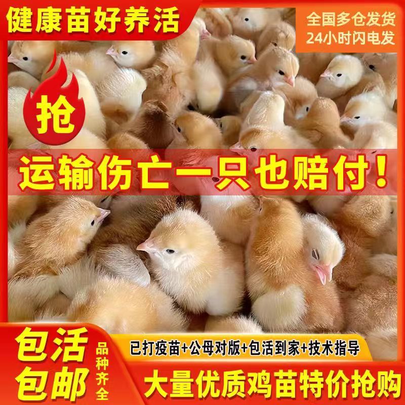 鸡苗红玉鸡苗一手货源厂家直发疫苗齐全提供技术指导