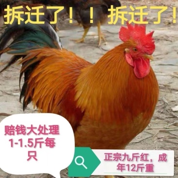 鸡苗红玉鸡苗一手货源厂家直发疫苗齐全提供技术指导