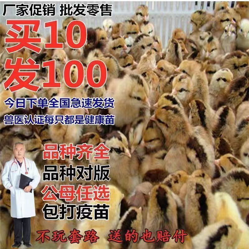 【推荐】九斤红鸡苗快大型肉鸡苗出壳疫苗已做常年发货包售后