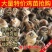 【推荐】九斤红鸡苗快大型肉鸡苗出壳疫苗已做常年发货包售后