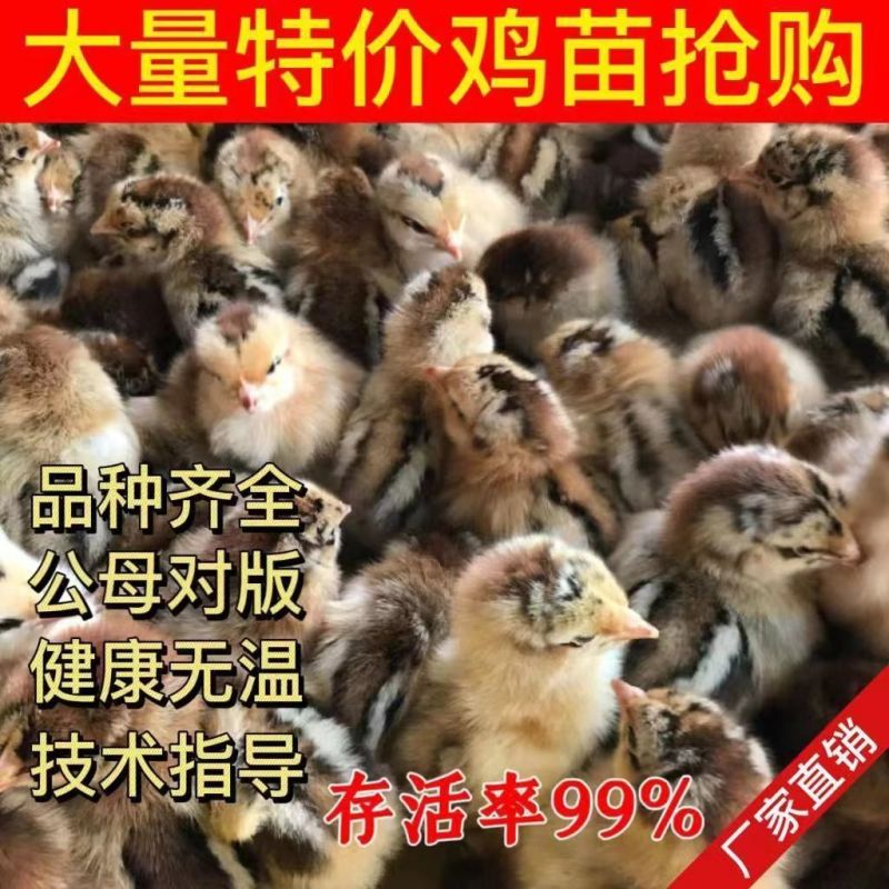 【推荐】九斤红鸡苗快大型肉鸡苗出壳疫苗已做常年发货包售后