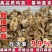 【推荐】九斤红鸡苗快大型肉鸡苗出壳疫苗已做常年发货包售后