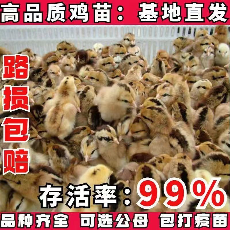 【推荐】九斤红鸡苗快大型肉鸡苗出壳疫苗已做常年发货包售后