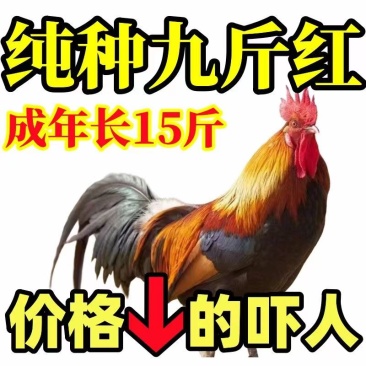 【推荐】九斤红鸡苗快大型肉鸡苗出壳疫苗已做常年发货包售后