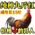 【推荐】九斤红鸡苗快大型肉鸡苗出壳疫苗已做常年发货包售后