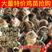 【正宗】九斤红鸡苗肉鸡苗疫苗齐全货源充足提供技术指导