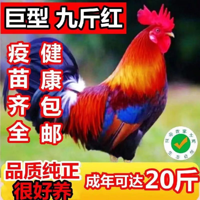 【特卖】九斤红鸡苗快大型肉鸡苗出壳疫苗已做常年发货包售后