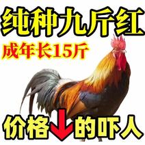 【特卖】九斤红鸡苗快大型肉鸡苗出壳疫苗已做常年发货包售后