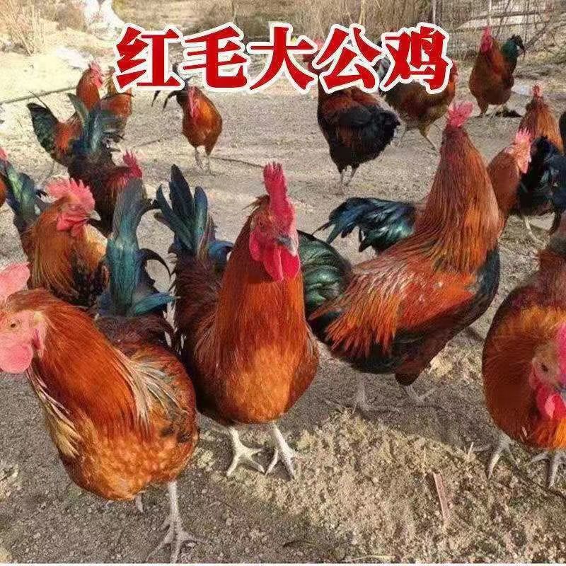 【特卖】九斤红鸡苗快大型肉鸡苗出壳疫苗已做常年发货包售后