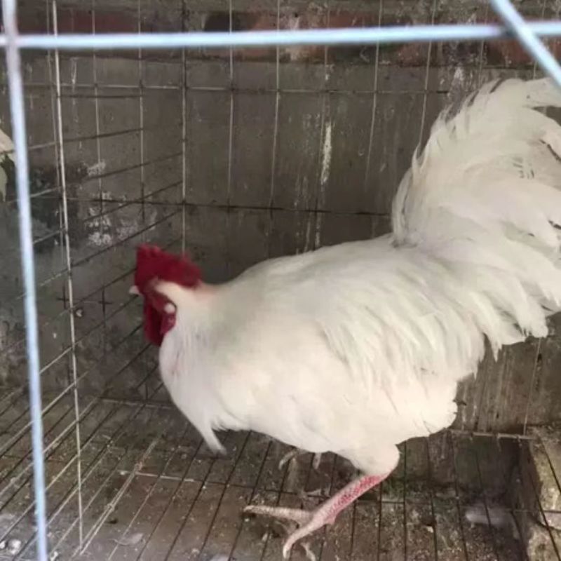 【热销】公鸡苗白毛公鸡苗一手货源全国发货运输死亡包赔