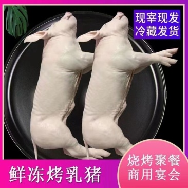 新鲜乳猪烤乳猪一手货源厂家直发保质保量欢迎致电