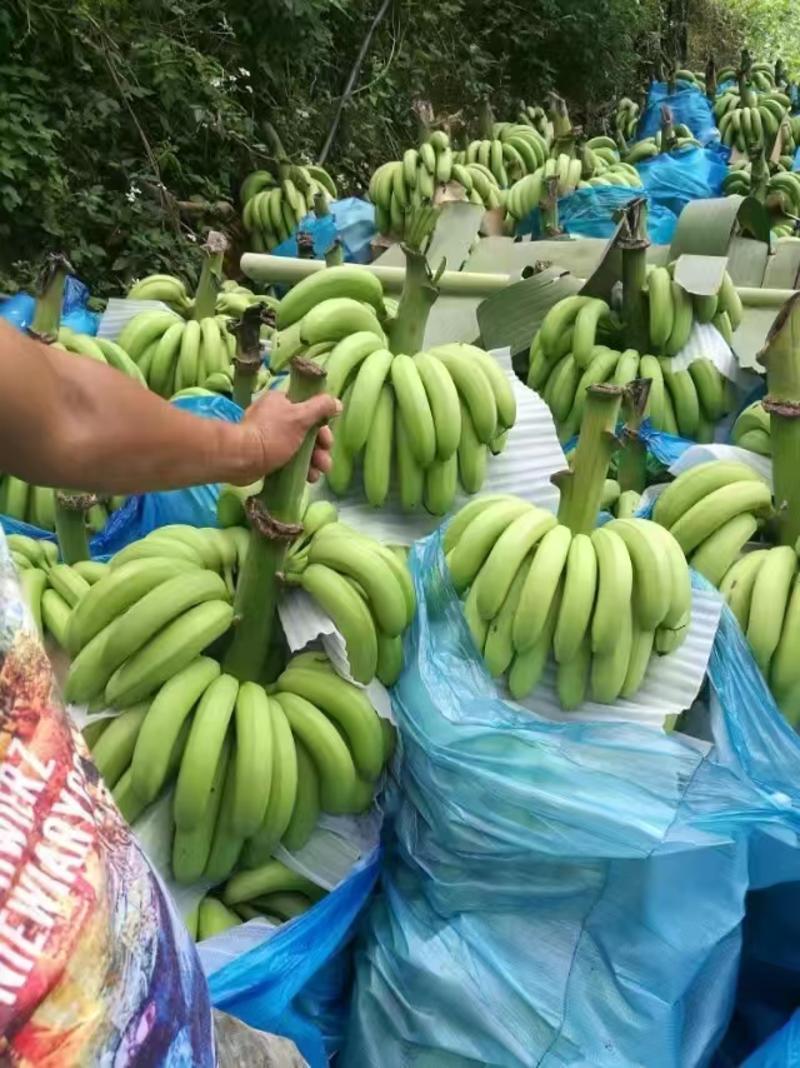 云南精品香蕉果面干净无花皮无硬芯，货源充足可发全国
