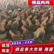 开产母鸡，防疫齐全，鸡群健康，保质保量。