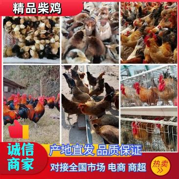 华北柴鸡，出售各日龄的脱温鸡，防疫齐全，保质保量。