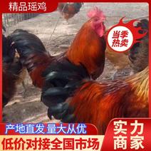 红公鸡，4-6斤，防疫齐全，鸡群健康，量大送货
