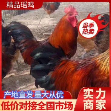 红公鸡，4-6斤，防疫齐全，鸡群健康，量大送货