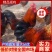 红公鸡，4-6斤，防疫齐全，鸡群健康，量大送货