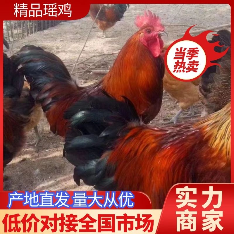 红公鸡，4-6斤，防疫齐全，鸡群健康，量大送货