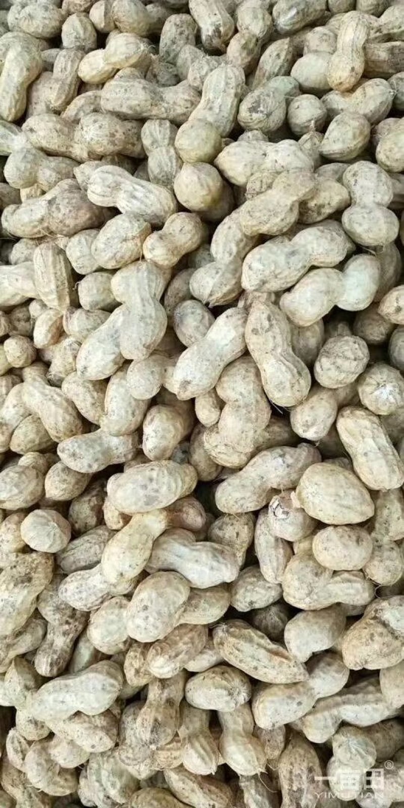 【花生】粮油作物优质四粒红花生专业代收代办