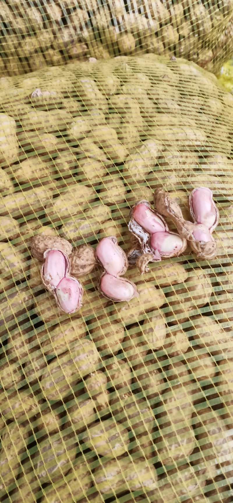 【花生】粮油作物优质四粒红花生专业代收代办