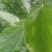 桑叶,手掌大的叶片,精品供应,大量经营,常年供货