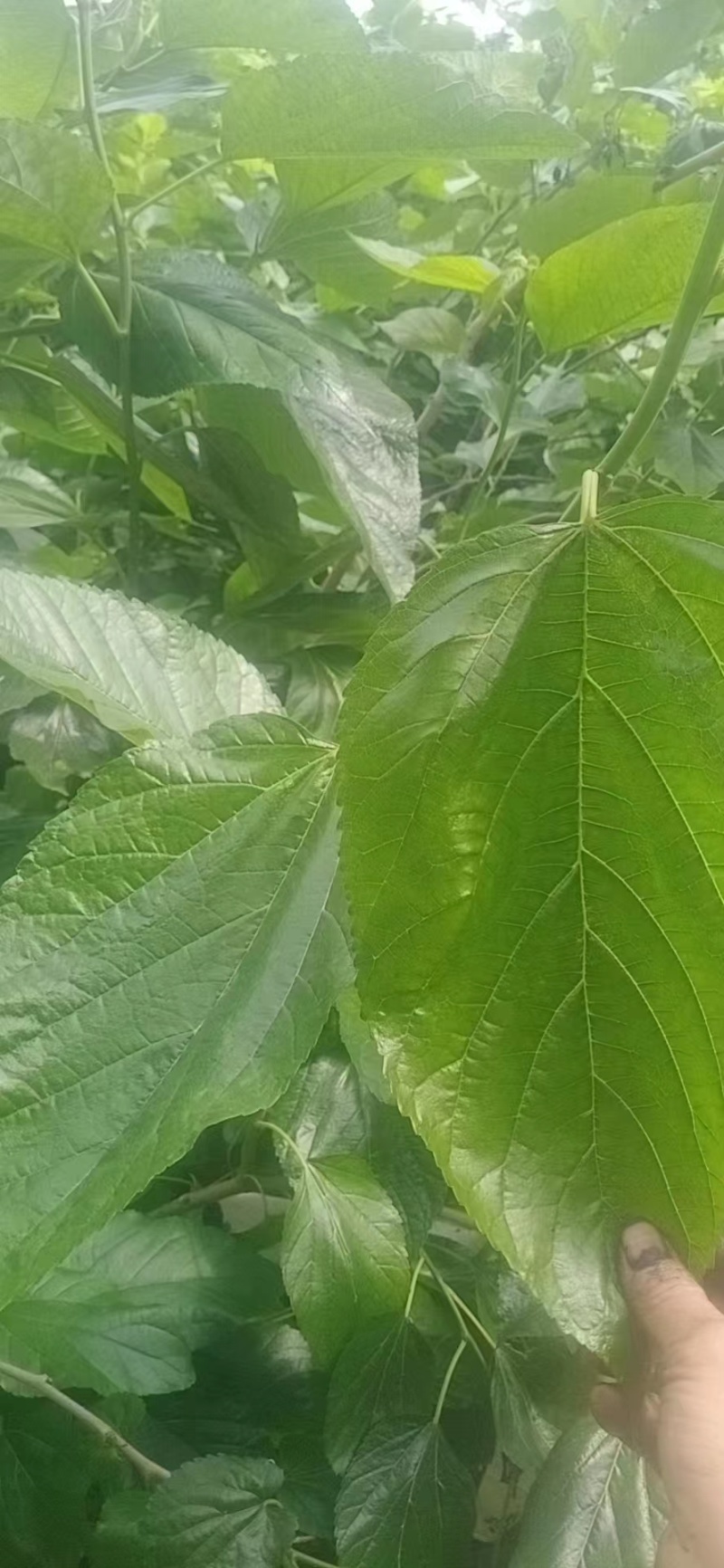 桑叶，手掌大的叶片，精品供应，大量经营，常年供货
