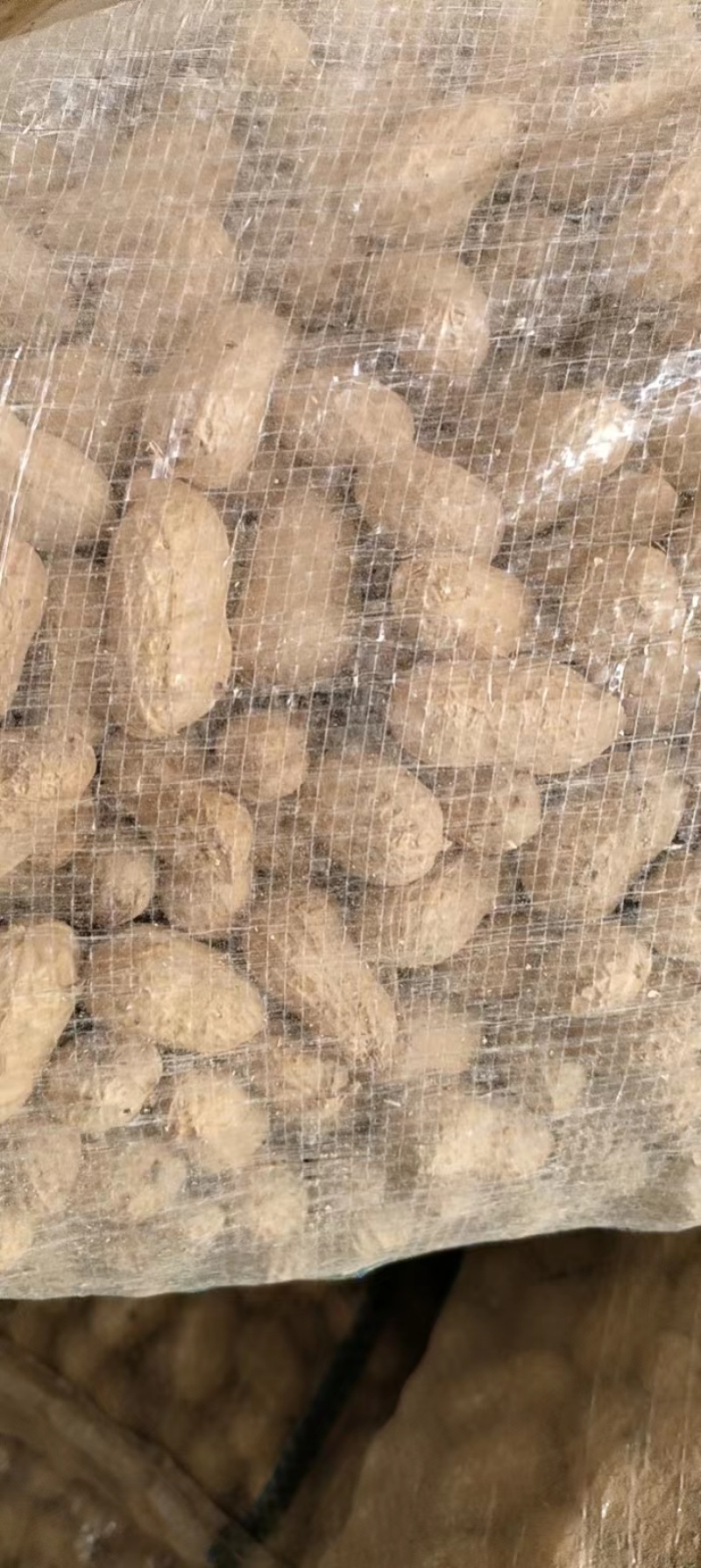 小角蚕豆，籽粒饱满.现货三百亩，批发零售，量大从优