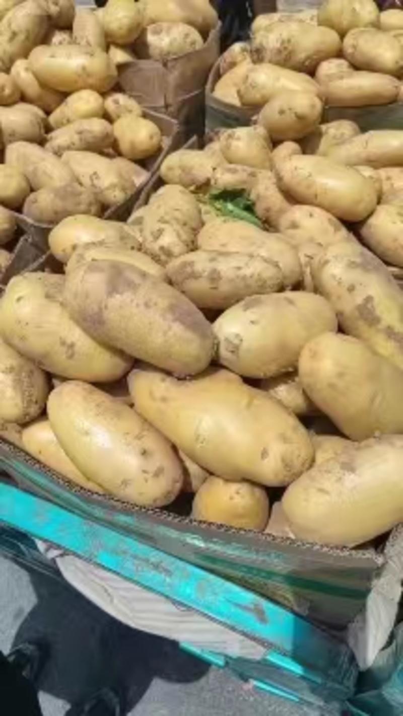 土豆大量有货价格美丽