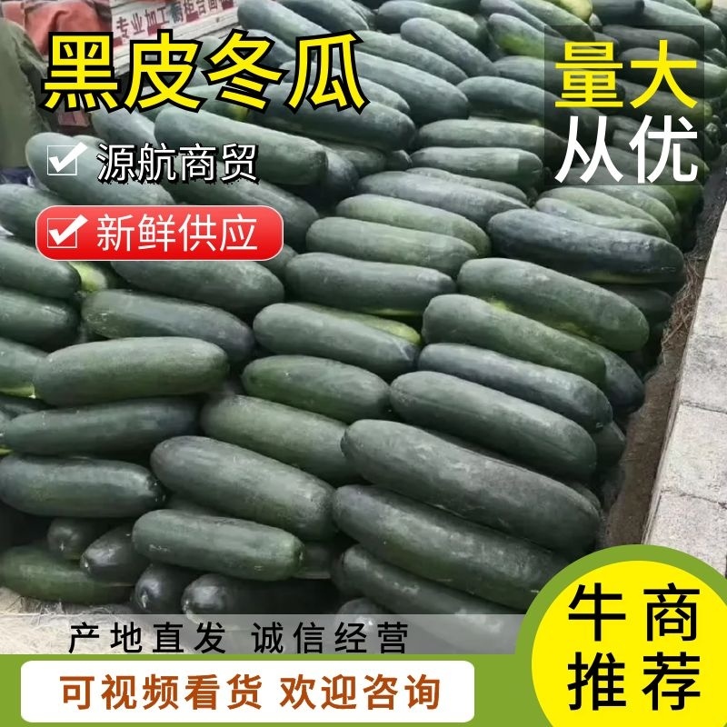 全国各地货源黑皮冬瓜量大价优诚信经营品种保障