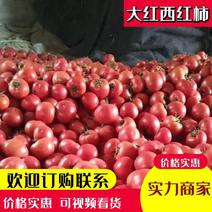 西红柿，宁夏银川万亩大红西红柿大量上市现摘现发基地直供