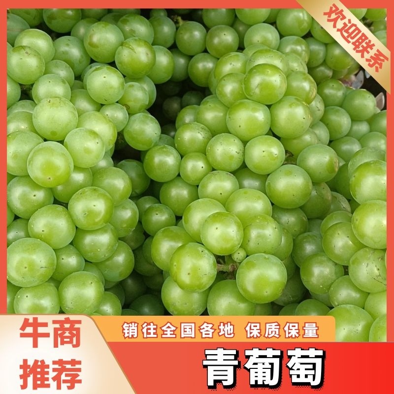便宜！青葡萄青巨峰葡萄无核罐头厂水果厂果汁厂