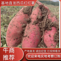 西瓜红红薯产地直供品品齐全质量保证商超对接欢迎咨询