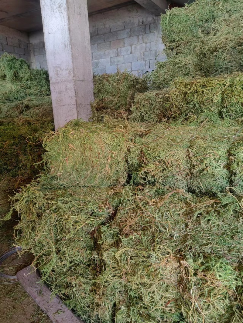 伸筋草，大量供应，全国发货，常年经营，一条龙服务
