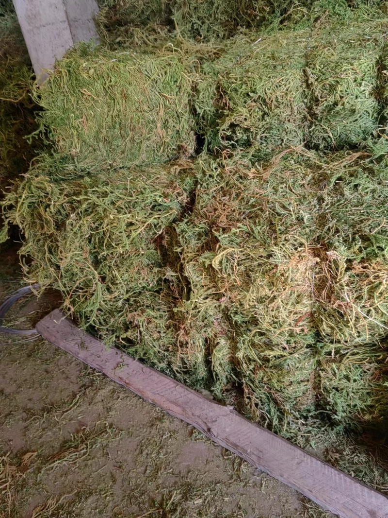 伸筋草，大量供应，全国发货，常年经营，一条龙服务