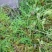 伸筋草，大量供应，全国发货，常年经营，一条龙服务
