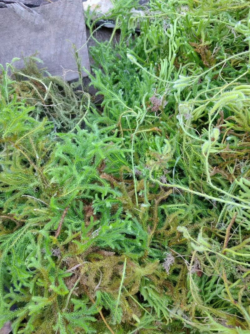 伸筋草，大量供应，全国发货，常年经营，一条龙服务
